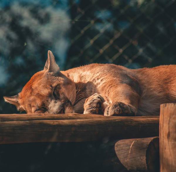 Animali pericolosi in Costa Rica: la verità dietro i miti