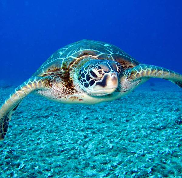 Proteggere la fauna marina in Costa Rica: la scienza partecipata