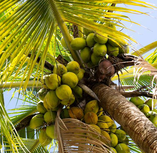 Green Corridors and Wildlife Crossings in Costa Rica: How Development Protects Wildlife in Guanacaste