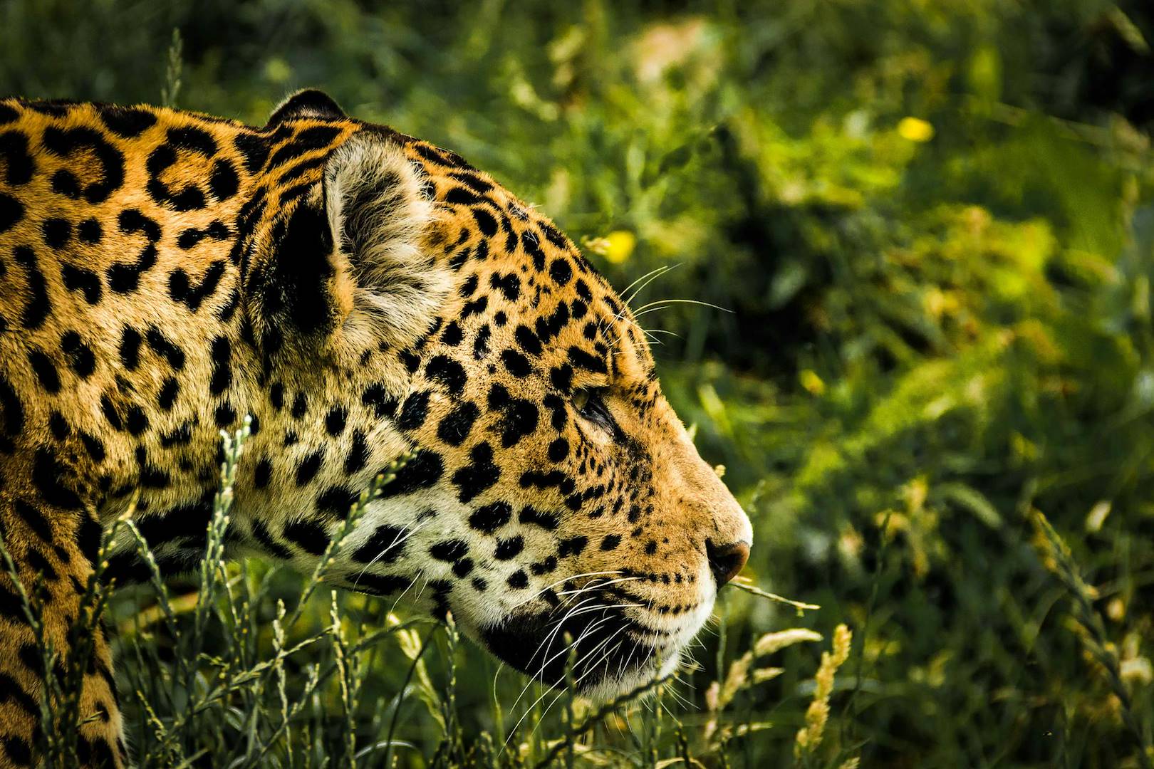 Animali pericolosi in Costa Rica: la verità dietro i miti
