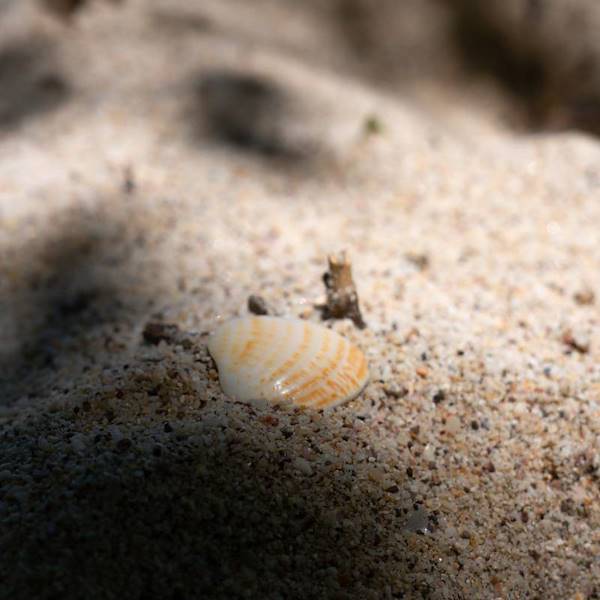 Le spiagge segrete del Pacifico in Costa Rica: natura e tranquillità fuori dal turismo di massa