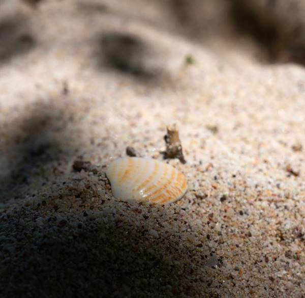 The Secret Beaches of Costa Rica’s Pacific Coast: Nature and Tranquility Beyond the Beaten Path
